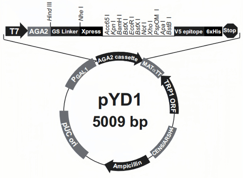 pYD1.png