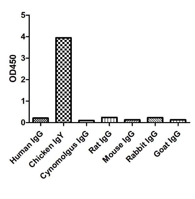 ELISA of specificity for different species of IgG-Anti-Chicken IgY, AlpSdAbs® VHH  