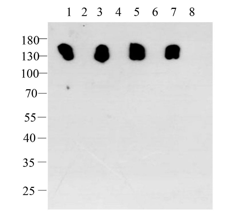 Western blot-Anti-Mouse IgG for IP, AlpSdAbs® VHH(HRP)(001-100-005)