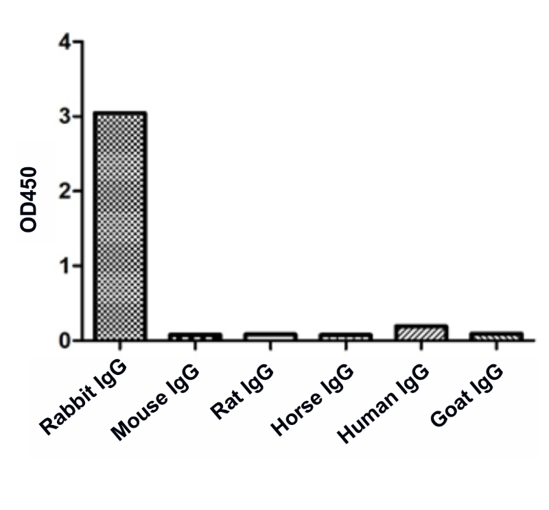 ELISA of specificity for different species of IgG-Anti-Rabbit IgG(Fcγ Fragment specific), AlpHcAbs® Goat antibody(Biotin)  