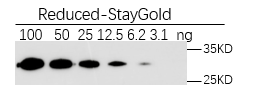 Western Blot-Anti-StayGold, AlpHcAbs® Rabbit antibody